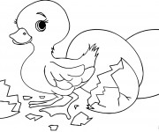 Coloriage Poussin trop beau