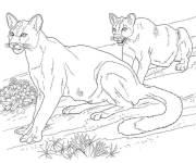Coloriage Deux animaux de puma dans la nature