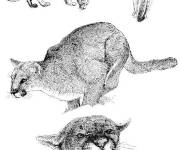 Coloriage Le Puma  en diff&eacute;rentes positions de chasse