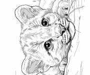 Coloriage Petit Puma avec le regard adorable