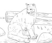 Coloriage Puma adorable adulte dans la nature
