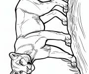 Coloriage Puma adulte sur falaise &agrave; imprimer