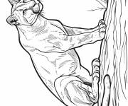 Coloriage Puma assis sur un roche