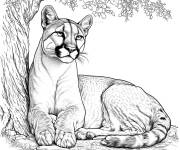 Coloriage Puma au repos