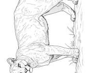 Coloriage Puma avec le regard s&eacute;rieux