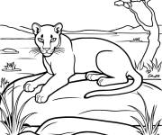 Coloriage Puma dans la savane