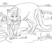 Coloriage Puma de l'Am&eacute;rique de nord