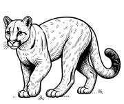 Coloriage Puma en chassant