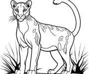 Coloriage Puma  en contour