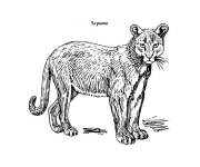 Coloriage Puma en noir et blanc