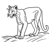 Coloriage et dessins gratuit Puma en position de traque à imprimer
