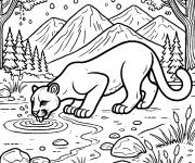 Coloriage Puma en s'abreuvant de la rivi&egrave;re de la foret