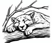 Coloriage Puma endormi petite section
