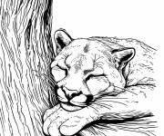 Coloriage Puma endormi sur l'arbre