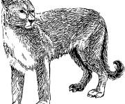 Coloriage Puma f&eacute;roce qui fait peur