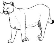 Coloriage Puma le grand chat