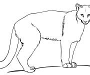 Coloriage Puma  le lion chat