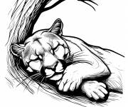 Coloriage Puma prends une sieste