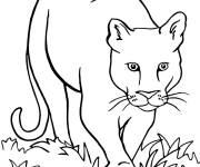 Coloriage Puma qui surveille la proie