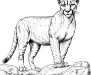 Coloriage Puma r&eacute;aliste sur roche