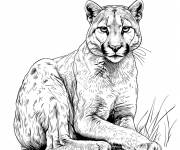 Coloriage Puma r&eacute;el en image