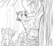 Coloriage Puma se cachant dans l'herbe