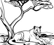 Coloriage Puma  se repose sous l'arbre