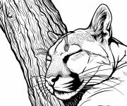 Coloriage T&ecirc;te d'un Puma avec les yeux ferm&eacute;s