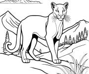 Coloriage Un beau Puma