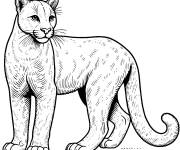 Coloriage Un gros Puma