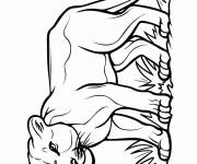 Coloriage Un Puma de petite taille