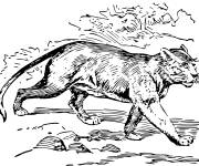 Coloriage Un Puma  en roulant