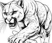 Coloriage Un puma f&eacute;roce