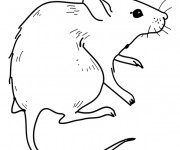 Coloriage Rat à découper