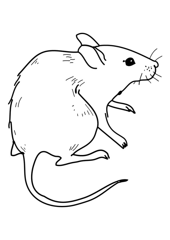 Coloriage et dessins gratuits Rat à découper à imprimer