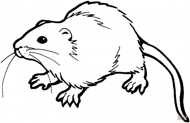 Coloriage Rat Gratuit A Imprimer