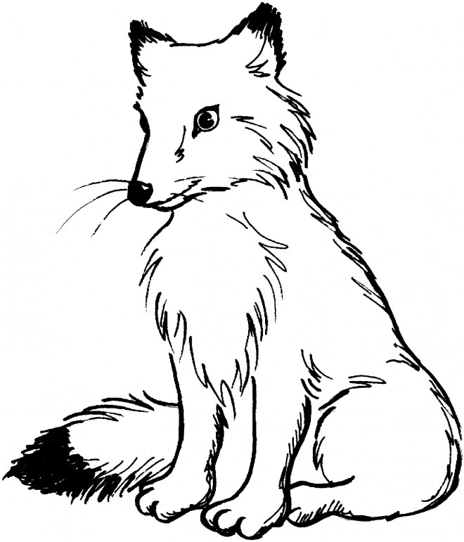 Coloriage Renard Roux Dessin Gratuit Imprimer