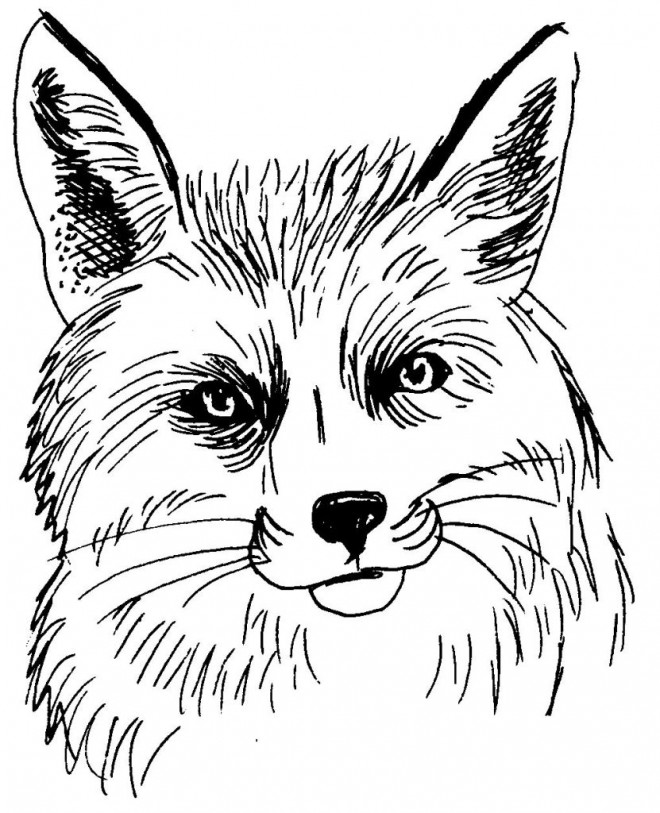 21 Images Coloriage Le Renard Et La Cigogne