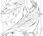 Coloriage Requin armé