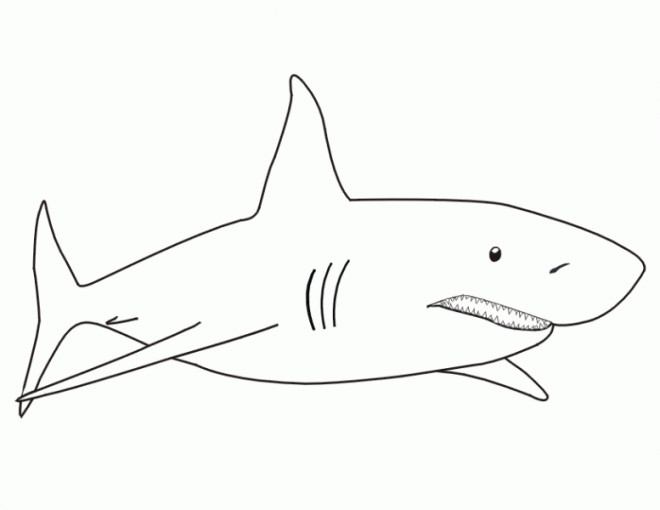 Coloriage et dessins gratuits Requin blanc à imprimer