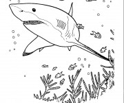 Coloriage Requin cherche à manger