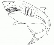 Coloriage Requin portrait