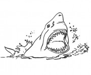 Coloriage Requin prédateur