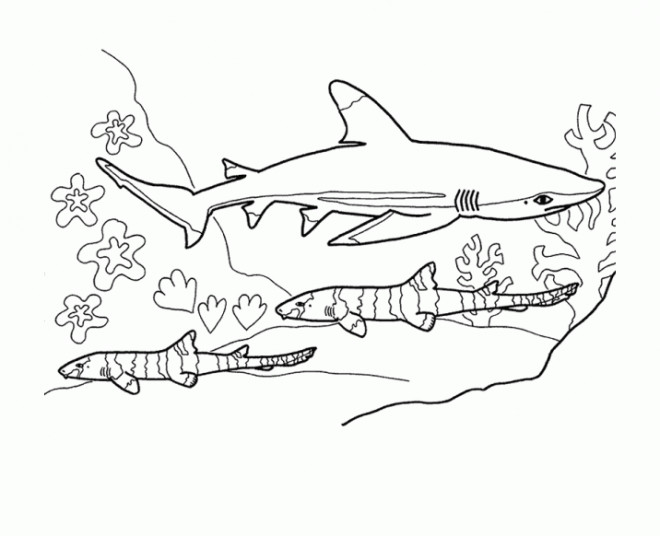 Coloriage Requin Stylisé Dessin Gratuit à Imprimer