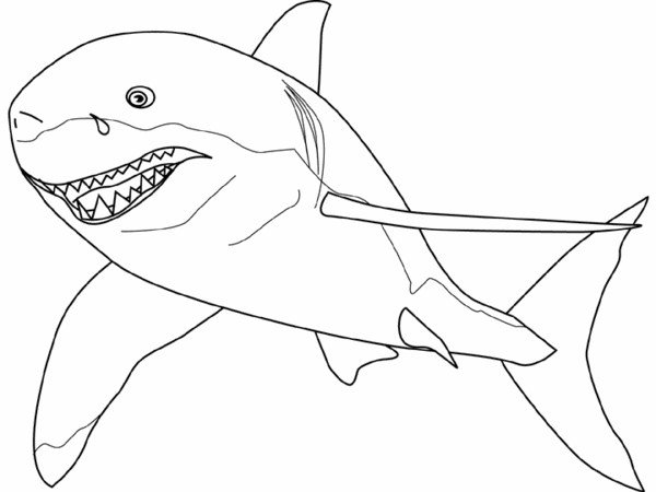 Coloriage Requin tigre dessin gratuit à imprimer