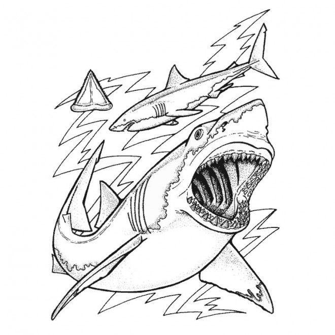 Coloriage Requin Gratuit A Imprimer