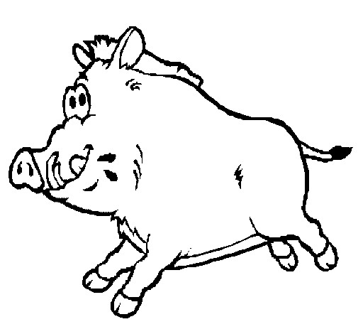 Coloriage Sanglier Gratuit A Imprimer