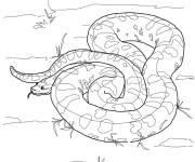 Coloriage Anaconda de Barbour
