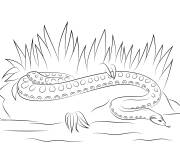 Coloriage Anaconda d&eacute;taill&eacute;