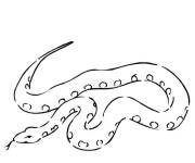 Coloriage Boa facile